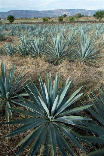 Photo Agave1